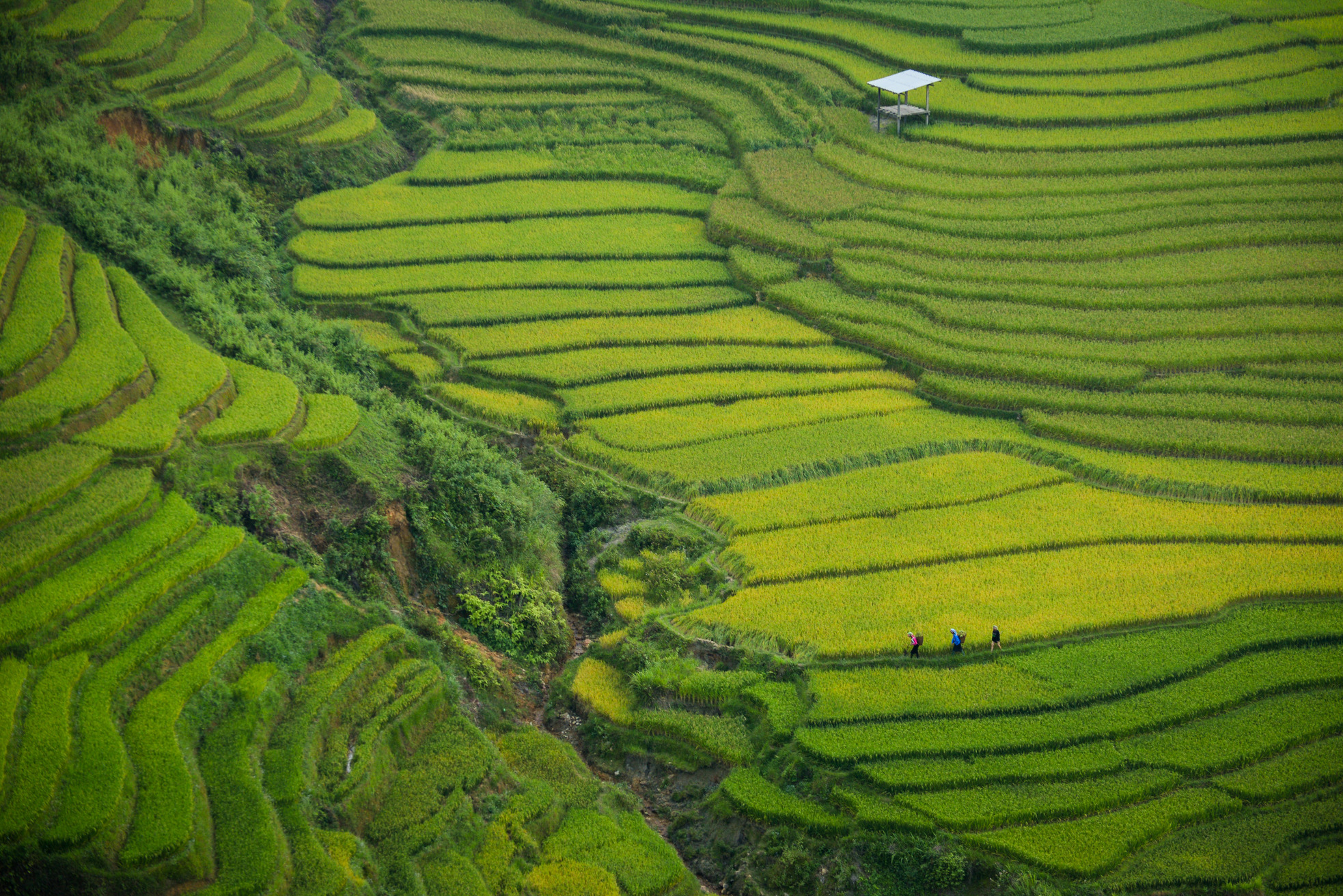 arial shot of green landscape